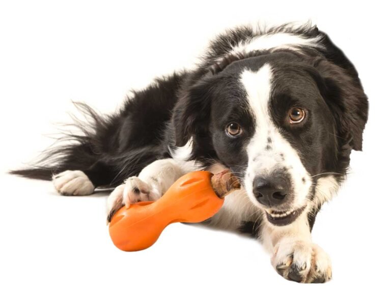 How Puzzle Toys Can Help Anxious Dogs Feel Calmer and More Confident