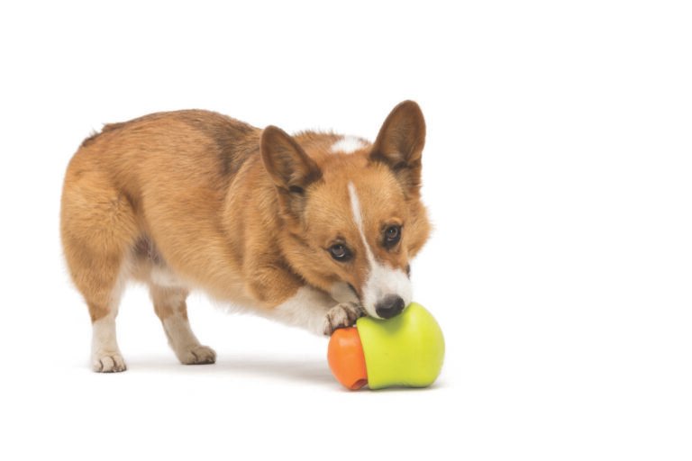 Using Treat Toys to Support Sound Training for Dogs