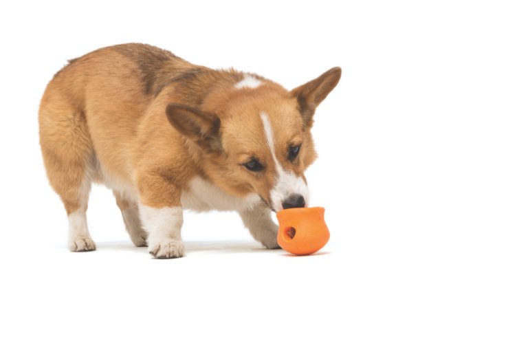 How to Use Interactive Puzzle Toys to Help Dogs with Separation Issues