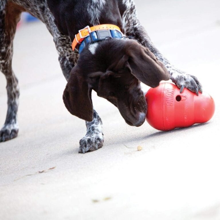 How Puzzle Toys Can Help Anxious Dogs Gain Confidence