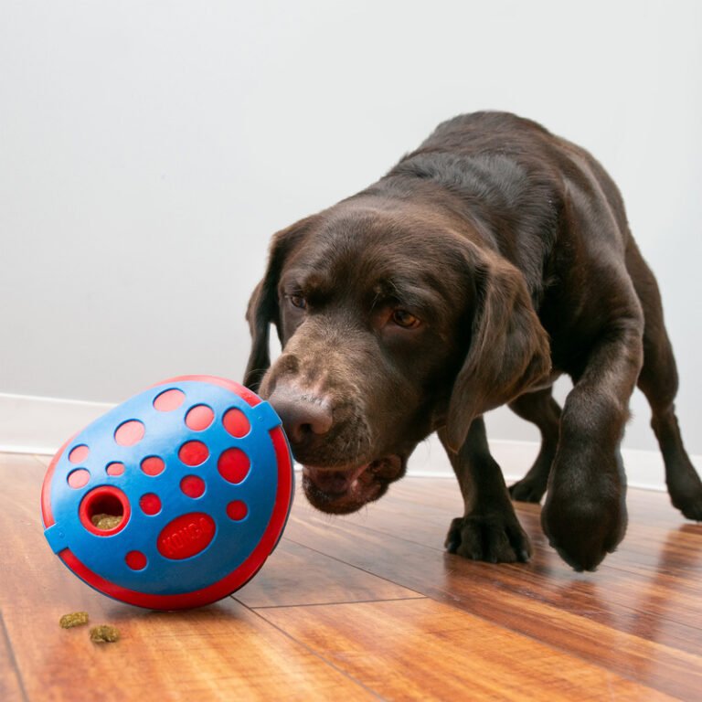 Must-Have Puzzle Toys for Active Teen Dogs