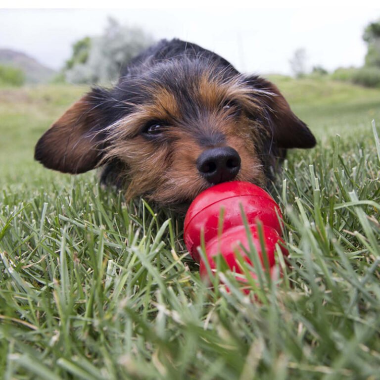 Puppy Basics: Puzzle Toys Every Puppy Owner Should Have