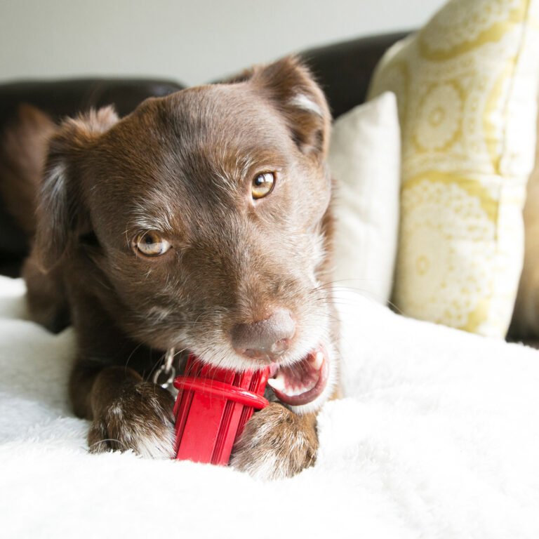 Must-Have Puzzle Toys for Senior Dogs