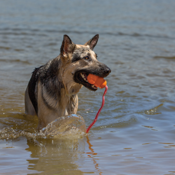 KONG Aqua™ – Floating Fetch Toy - Large - Image 3