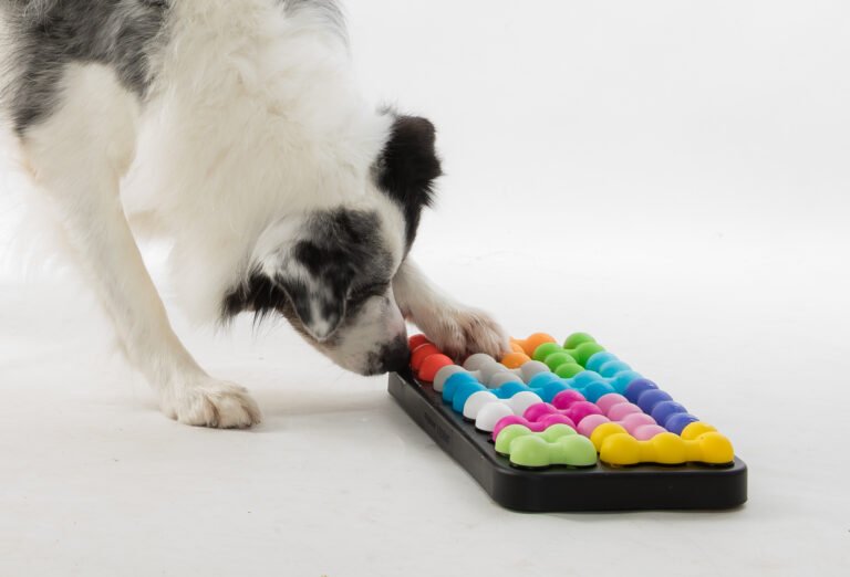 Puzzle Toys for Herding Breeds: Engaging Minds and Instincts