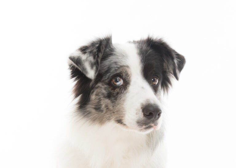 Signs Your Dog Is Under-Stimulated