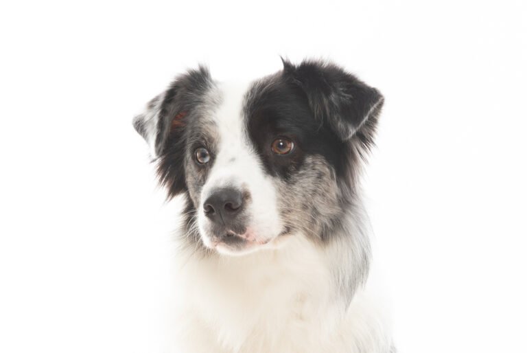 Why Letting Your Working Breed Herd Other Dogs at the Park Is a Bad Idea