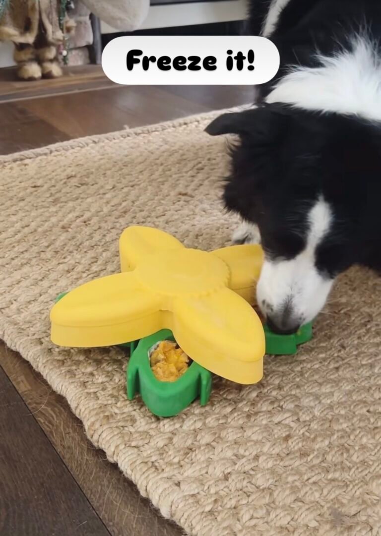 frozen enrichment for dogs