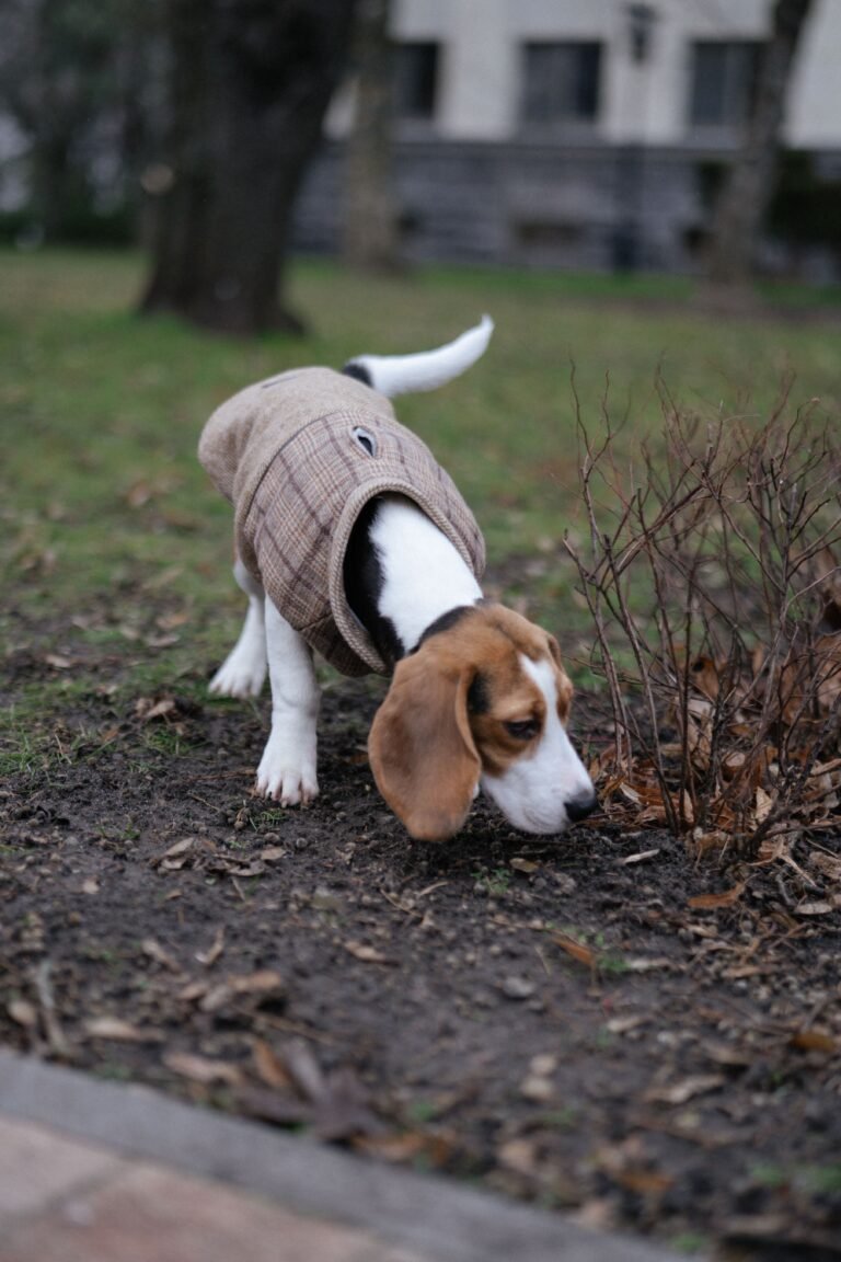 Sniff trail for dogs