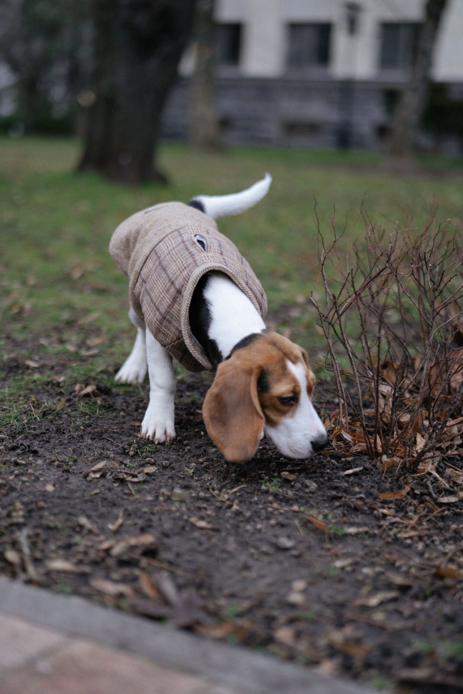 Sniff trail for dogs