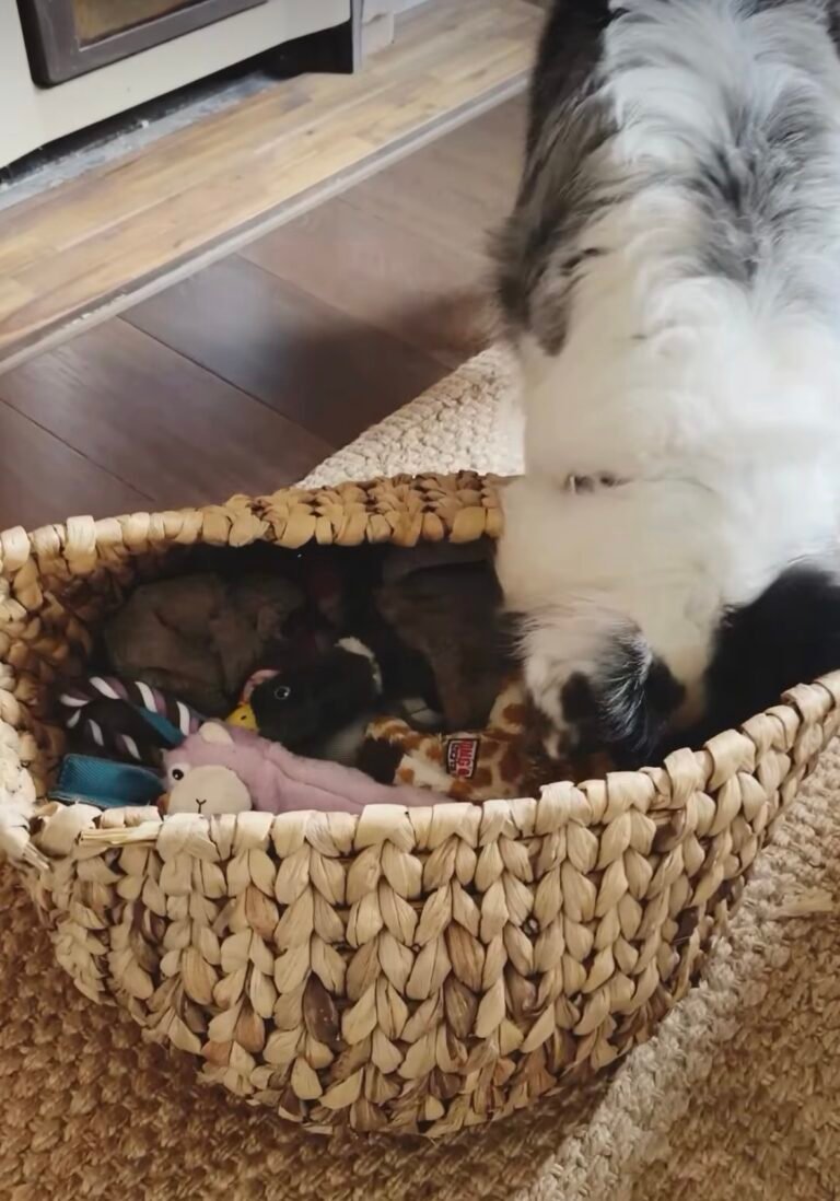 DIY Dog Enrichment